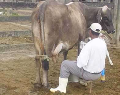 Ordenhar manualmente vacas não especializadas com o bezerro