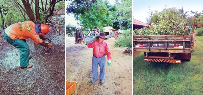 Fotos Casa de Agricultura de Sud Mennucci Funcionários da prefeitura realizam arranquio de árvores Sud Mennucci cria programa de erradicação do Iniciativa de um produtor contou com apoio da