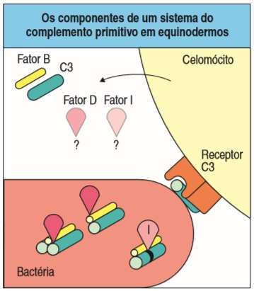 Mamíferos ativação Fator