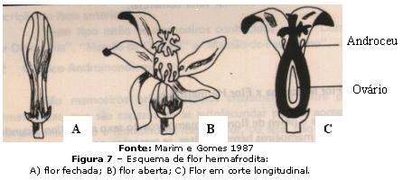 3 Racemos de 1m, com flor funiliforme, de 2-2,5 cm de comprimento e 0,5 cm diâmetro, 5 pétalas, 5 sépalas e cor: branca.