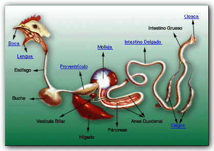 Tubo digestivo Boca Esôfago Papo Proventrículo (estômago químico) Moela Fígado