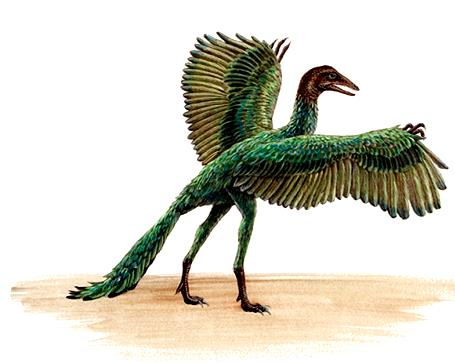 Origens Archaeopteryx lithographica combina características de