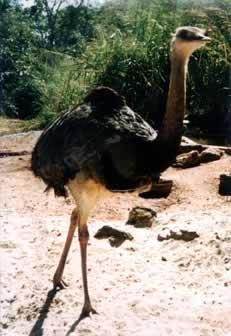 Aves atuais Divididas em dois grupos: 1) Paleognathae: Grandes aves não voadoras Avestruz e Kiwi