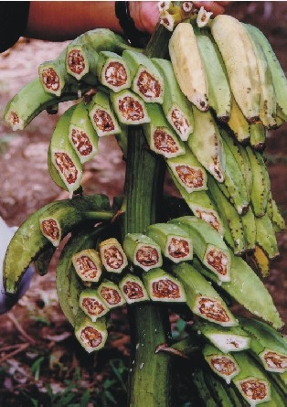 carotovora, pode assumir caráter de epidemia quando as plantas são submetidas a condições de estresse. Erwinia spp.