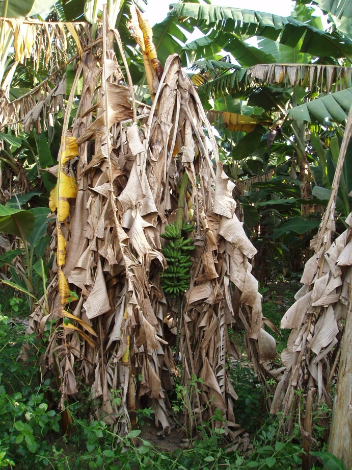 de odores fétidos. Por causa da putrefação rápida e precoce do rizoma, a morte das plantas é muito rápida quando comparada àquelas que ocorrem com plantas infectadas por R. Solanacearum.