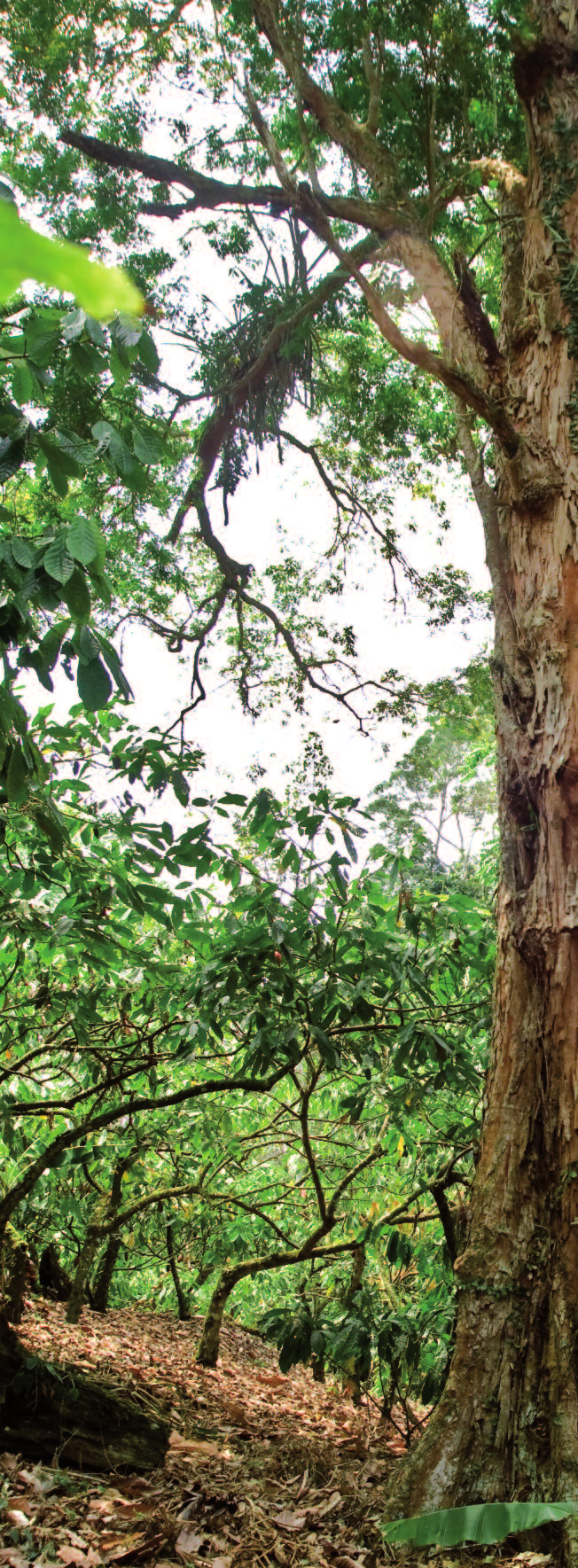 Concurso Maiores Árvores da Região Sul da Bahia Em 2013, o Instituto Cabruca lançou o Programa Árvores da Cabruca.