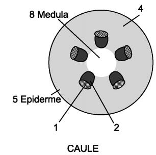 I. Células vivas. II. Membranas celulósicas cutinizadas. III. Citoplasma sem cloroplasto. IV. Células intimamente unidas. Baseado nessas características, podemos afirmar: a) É epiderme vegetal.