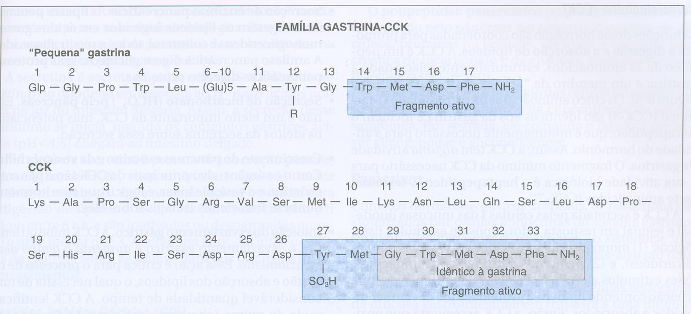Hormônios CCK Colecistocinina (CCK) As funções deste hormônio são coordenadas para promover a digestão e absorção