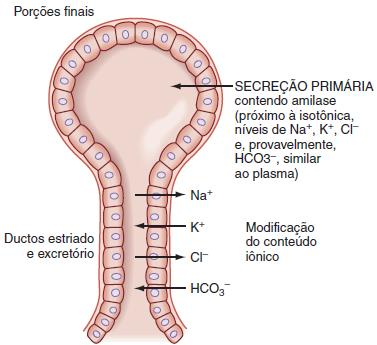 de secreção, as glândulas salivares podem secretar até 1 ml/min