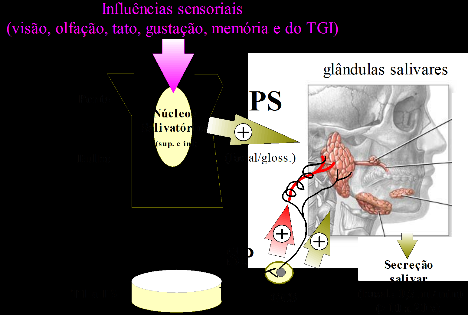 REGULAÇÃO DA SECREÇÃO DAS GLÂNDULAS