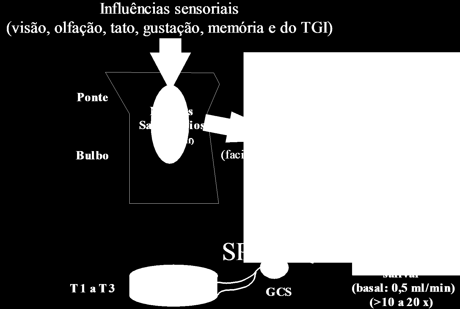 Parassimpático; SP: Sistema Nervoso