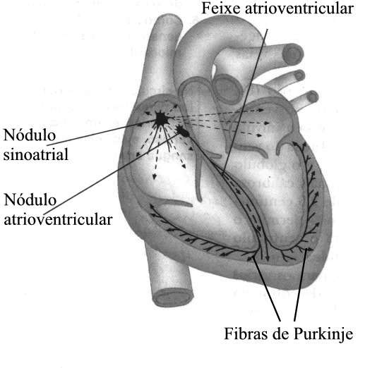 Figura 6.6 - Representação dos potenciais de acção gerados por células auto-excitáveis pertencentes a alguns músculos lisos. (Adapt. A.J. Vander, J.H. Sherman e D.S. Luciano, 1998). 6.1.3.