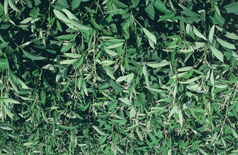 Semente de Guandu (, banco de proteína, fenação e adubação verde) Descrição Família Leguminosas Ciclo vegetativo Forma de crescimento Caqui Perene Arbustivo Adaptação Tipo de solo Todos bem drenados
