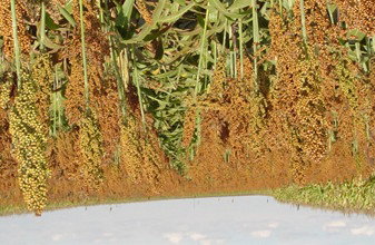 Semente de Sorgo BR 304 (Produção de grãos) Espécie: Sorghum bicolor : BR 304 Ciclo vegetativo: anual Hábito de crescimento: ereto Maturação: 125 dias Produtividade: 5 a 6 t/ha Altura das plantas: