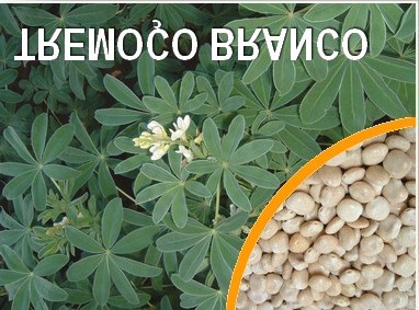 Semente de Tremoço Branco -Leguminosa que pode ser empregada como adubo verde; -Permite proteção e recuperação das condições físicas e biológicas do solo; -Produção de grãos; -Apresenta elevada