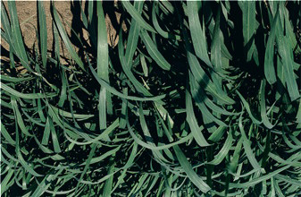 Semente de Tanzânia 1 (Pastejo, fenação e silagem) Descrição Família Gramíneas Ciclo vegetativo Forma de crescimento Tanzânia Perene Touceira Adaptação Tipo de solo Fértil - bem drenado Resistência