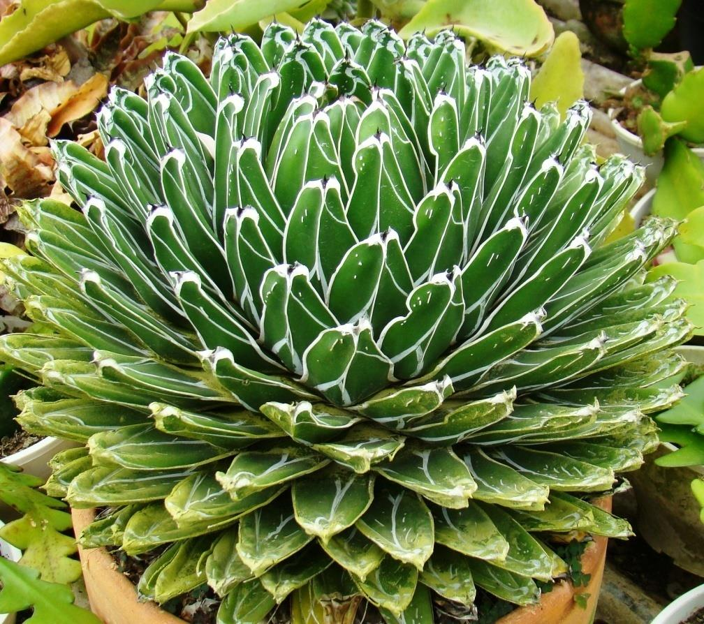 Agave