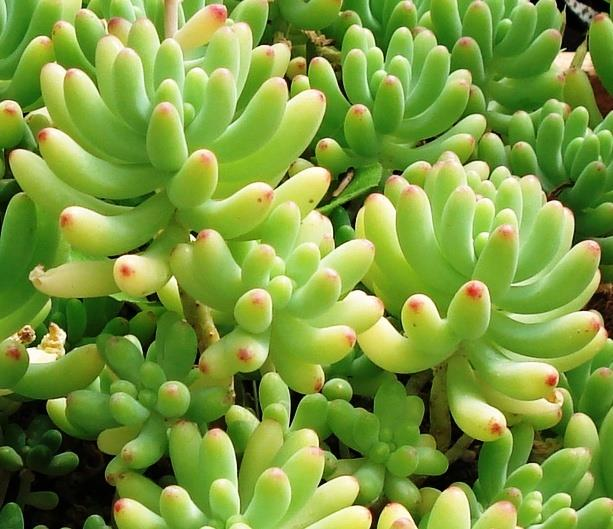 Sedum