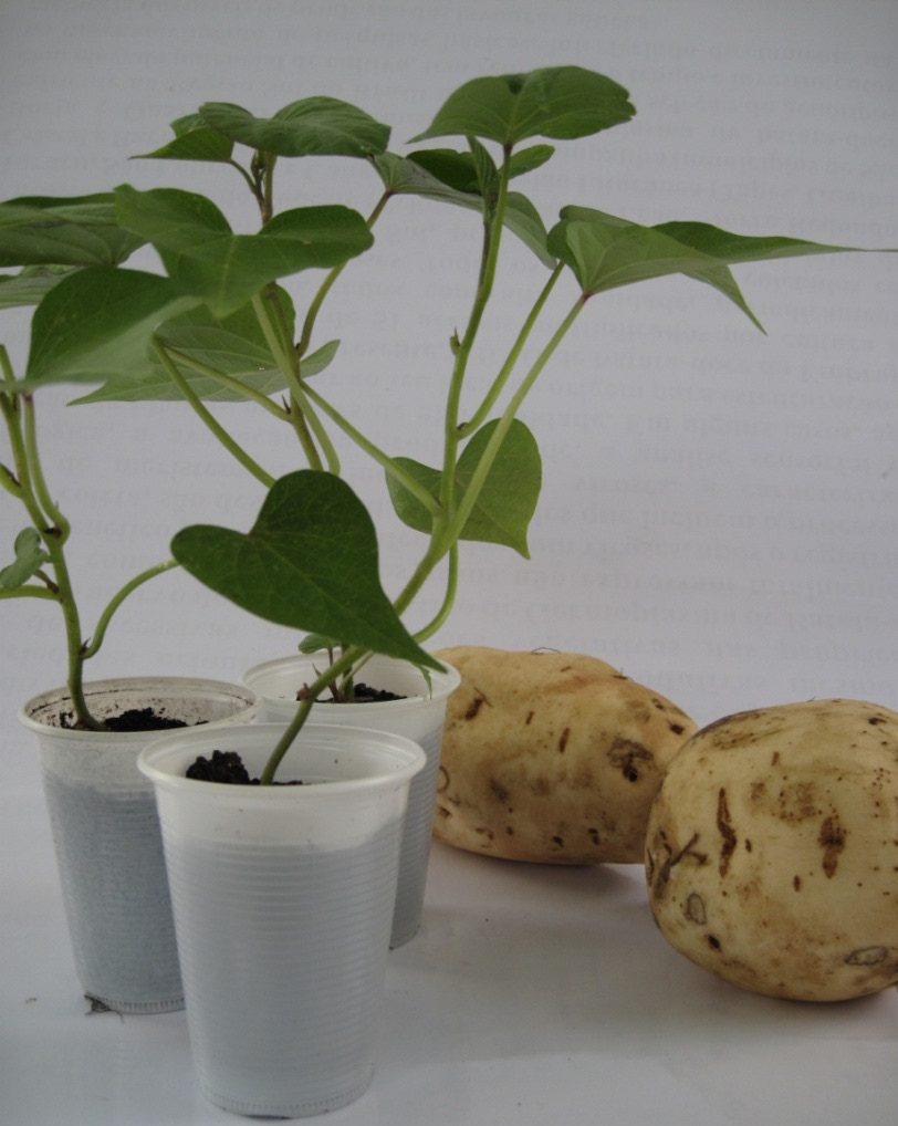 Cultivar de batata-doce BRS-cuia 21 Figura 9. Mudas da cultivar BRS-Cuia produzidas com alta sanidade, em ambiente protegido. Foto: Luis Antônio Suita de Castro. Referências ABNT.