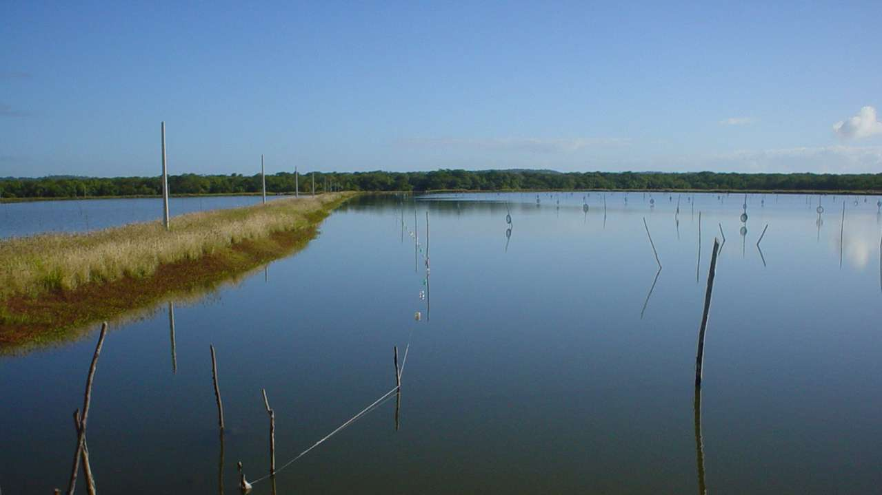 "Aquaculture, not the Internet, represents the most promising investment opportunity of the 21st century (A aquicultura,