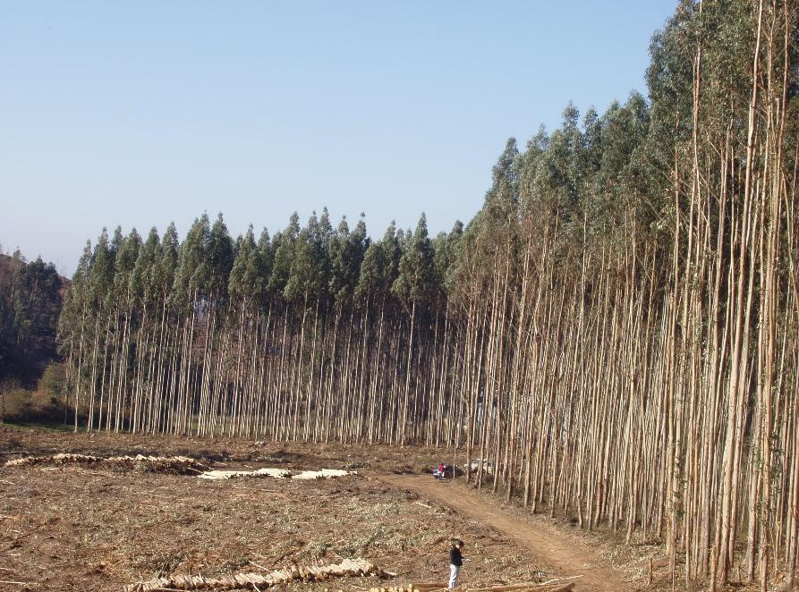 Objetivo do produtor florestal Produzir madeira que rentabilize o investimento Em quantidade, por unidade de área e no menor nº de anos possível (10 a 12 anos):