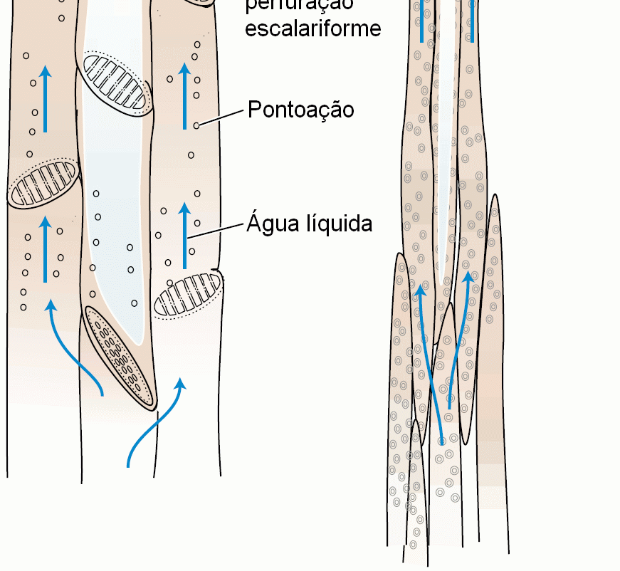 xilemática  xilemática Os