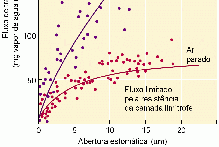 estômatos Em geral quanto