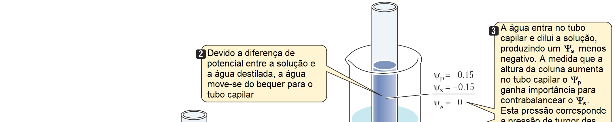 revertida quando a planta é rehidratada Fonte: Campbell & Reece,