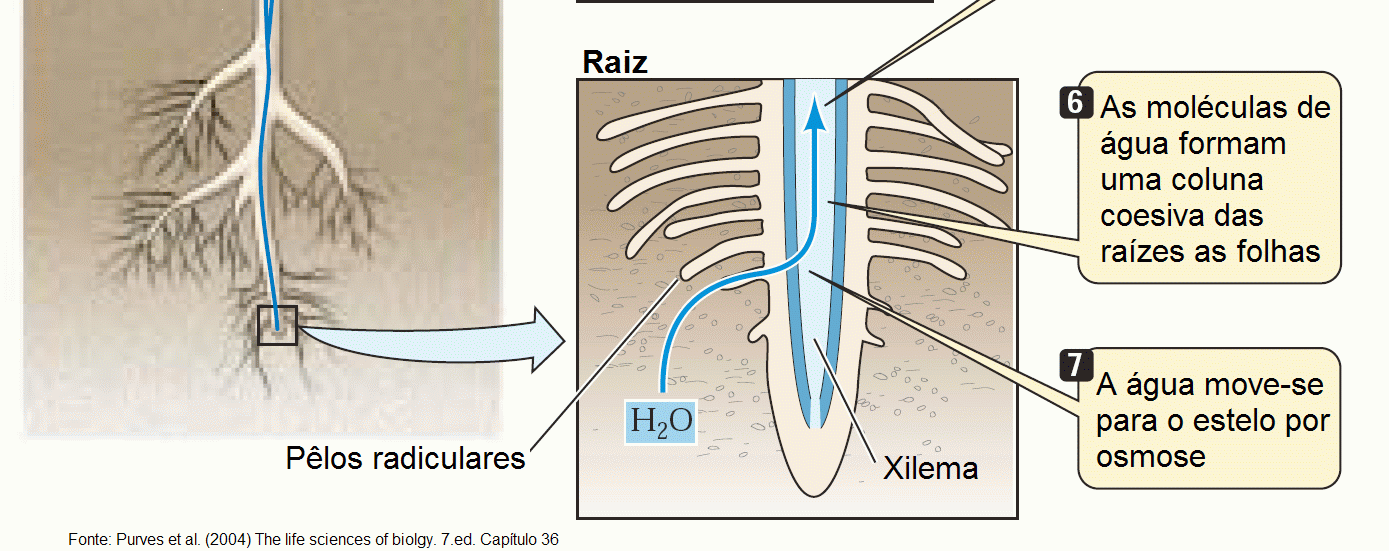 hidráulica: movimento noturno de água através das raízes das