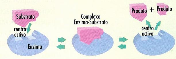 Modelo de Koshland / encaixe induzido (1959) A interacção enzima-substrato é mais dinâmica, ou seja, o substrato interage com a enzima induzindo a que ocorram transformações estruturais no centro