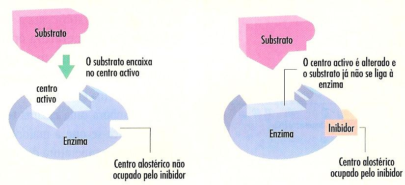 Inibição da actividade enzimática Reversível não competitiva O inibidor liga-se a sítios específicos de algumas enzimas (centro alostérico) induzindo