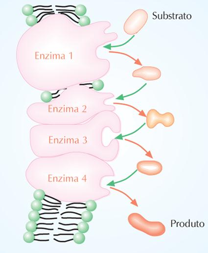 Via Metabólica O substrato inicial é transformado pela enzima 1.