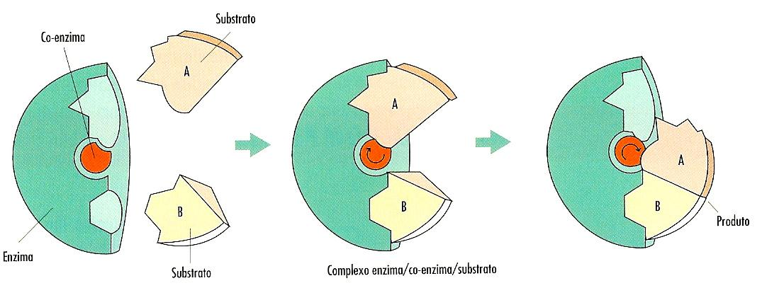 Interacção enzima - substrato A especificidade da enzima está relacionada com a complementaridade entre enzima e substrato.