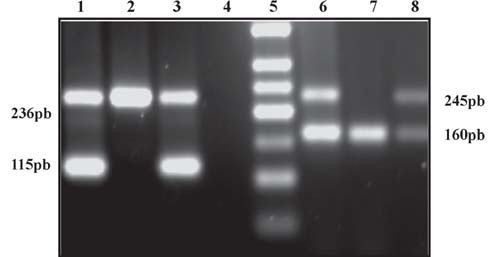 produto de PCR, após eletroforese em gel de agarose a 1,5% e gel de poliacrilamida a 8% respectivamente (Figuras 2 e 3). As seqüências dos primers utilizados encontram-se nas Tabelas 2 e 3.