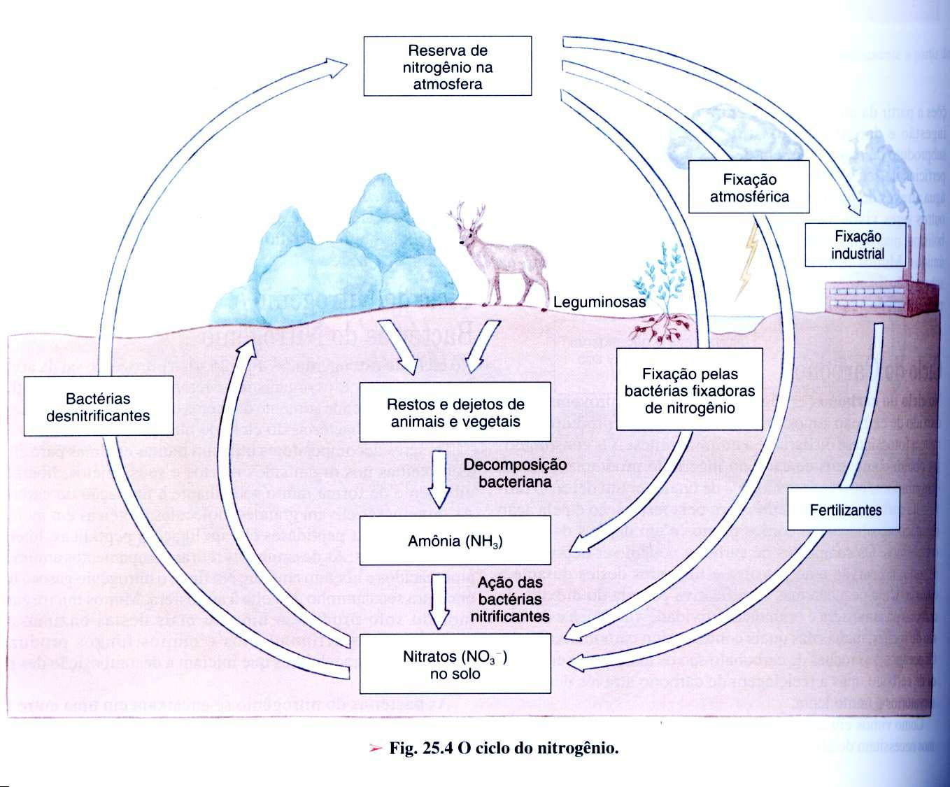 CICLO DO