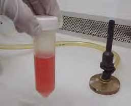 em um tubo cônico de plástico, esterilizado e apirogênico, com 3 ml de meio RPMI 164 (Sigma, St. Louis, USA), ph 7.2, para obtenção dos linfócitos B.