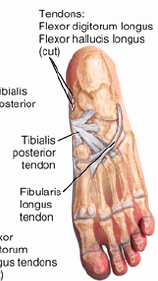 Posterior Ação: Flexão plantar Inversão Mantém o arco longitudinal medial