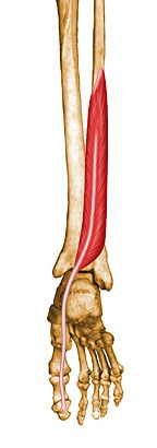 I.P. face posterior da fíbula (2/3 dist.