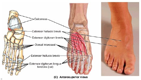 Curto dos Dedos Extensor Curto do Hálux Ação: