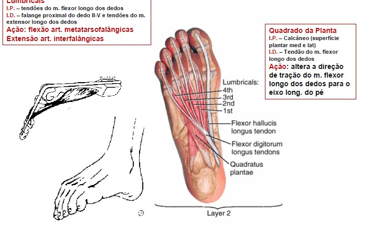 Lumbricais I.P.: tendões do m. flexor longo do dedos; I.D.