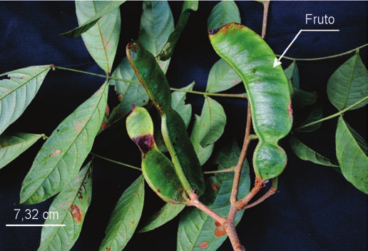 Inflorescência espiciforme (semelhante a uma espiga), cerca de 2 cm de comprimento, densiflora (com muitas flores