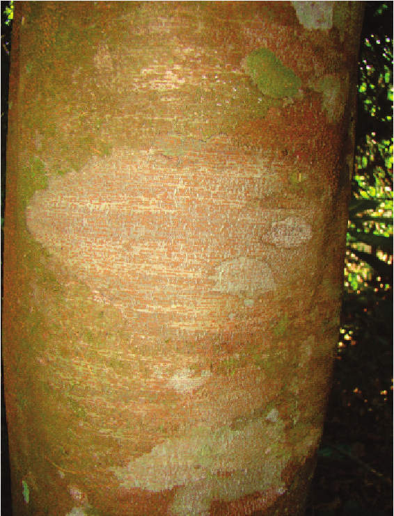 Conhecendo Espécies de Plantas da Amazônia: Ingá-Vermelha [Inga alba (Sw.) Willd. Leguminosae-Mimosoideae] 3 Foto: Catia Coelho da Costa. Figura 8. Detalhe da raque.