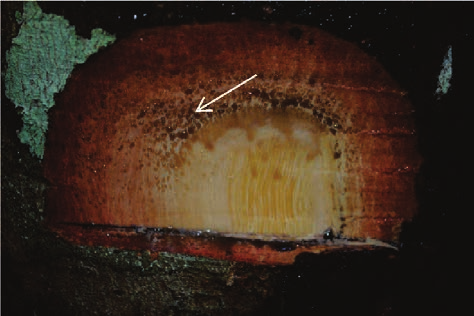 Aspecto do ritidoma (casca). Figura 6. Exsudato observado no tronco.