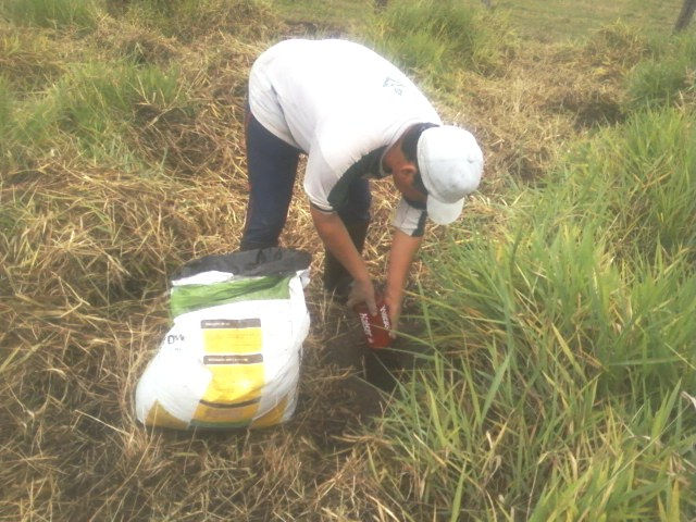 3.6.6 Substrato e aplicação de substrato para plantio na cova A correção de fertilidade do solo foi feita nas covas abertas para o plantio das mudas e essa correção se