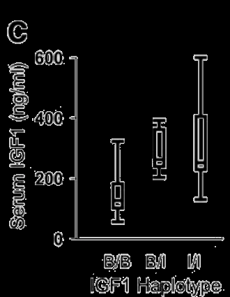 EXEMPLO EM CÃES Genótipo B/B = cães menores Genótipo B/I = cães intermediários Genótipo I/I =