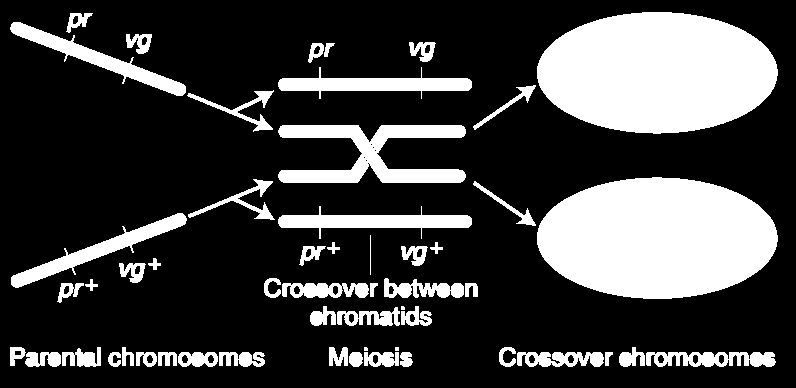 RECOMBINAÇÃO DESEQUILÍBRIO DE LIGAÇÃO Cruzamento teste pr + /pr. vg + /vg x pr/pr. vg/vg Classes de gametas pr +.