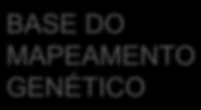 vg + 1339 1195 151 154 2839 pr + pr vg + vg BASE DO MAPEAMENTO GENÉTICO F R = 151 + 154 / 2839 * 100 = 10,7 % MAPA DE LIGAÇÃO CONSTRUINDO MAPAS