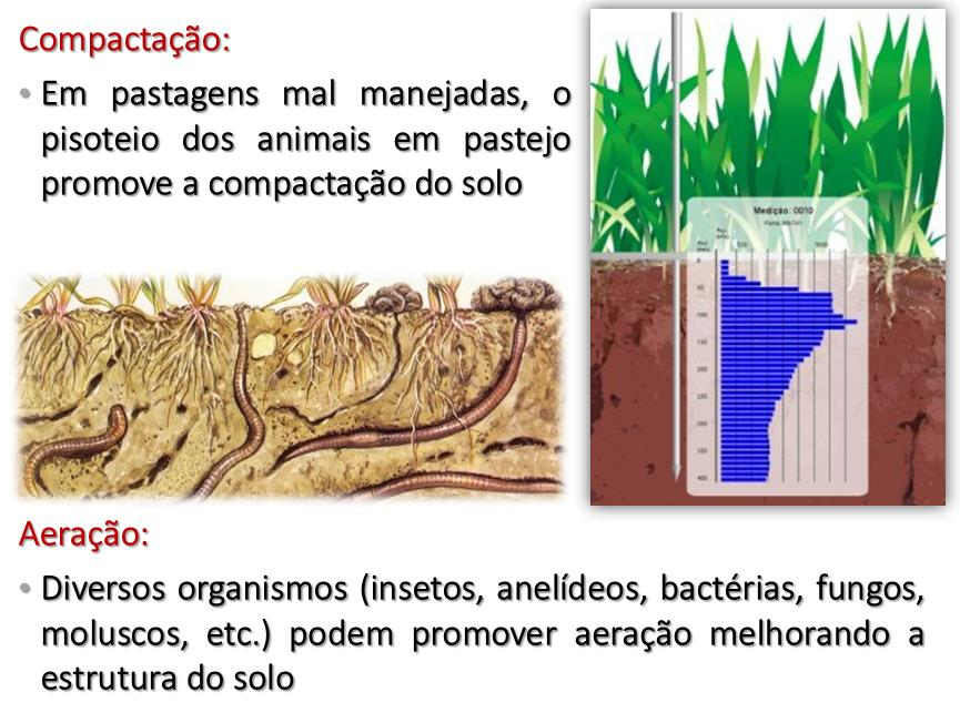 Solo-Animal: O solo, por sua vez, interfere sobre o componente animal que o utiliza como meio para sobreviver.