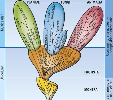 3. Princípios de taxonomia vegetal Ao longo da História, diversos sistemas de classificação de plantas foram elaborados, permitindo a ordenação das espécies em grupos, segundo diferentes conjuntos de