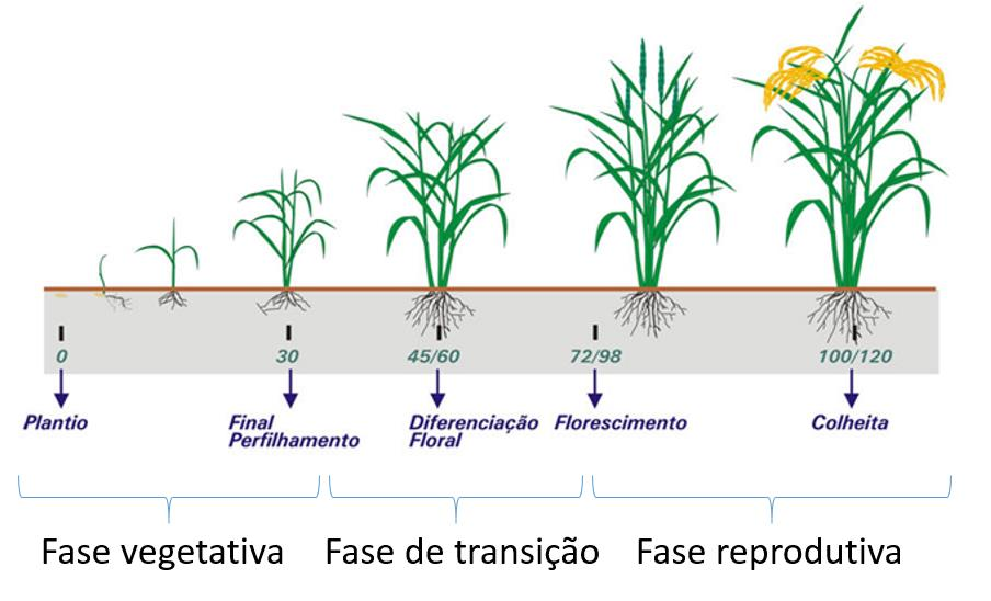 Figura 14 Fase vegetativa de desenvolvimento. Fonte: Oregon State University (2000). Disponível em: http://driftlessprairies.